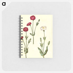 アートメモ帳-Silene Coronaria
 - マリア ジビーラ メーリアン Memo.