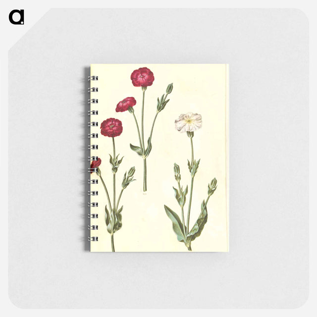 アートメモ帳-Silene Coronaria
 - マリア ジビーラ メーリアン Memo.