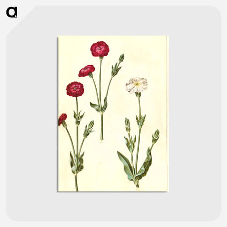 アートポストカード-Silene Coronaria
 - マリア ジビーラ メーリアン Postcard.