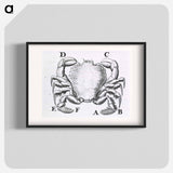 アートポスター-Crustacean
 - 国立医学図書館 Poster.