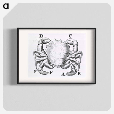 アートポスター-Crustacean
 - 国立医学図書館 Poster.