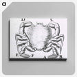 アートパネル-Crustacean
 - 国立医学図書館 Canvas.