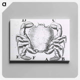 アートパネル-Crustacean
 - 国立医学図書館 Canvas.