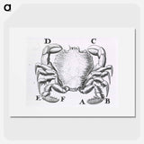 アートポスター-Crustacean
 - 国立医学図書館 Poster.