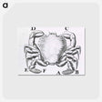 アートポストカード-Crustacean
 - 国立医学図書館 Postcard.