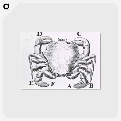 アートポストカード-Crustacean
 - 国立医学図書館 Postcard.