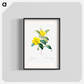 アートポスター-Golden guinea vine - ピエール ジョゼフ ルドゥーテ Poster.