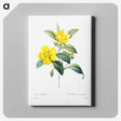3-59_Pierre-Joseph-Redoute_canvas