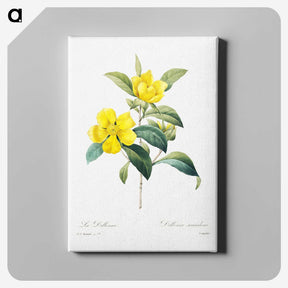 3-59_Pierre-Joseph-Redoute_canvas