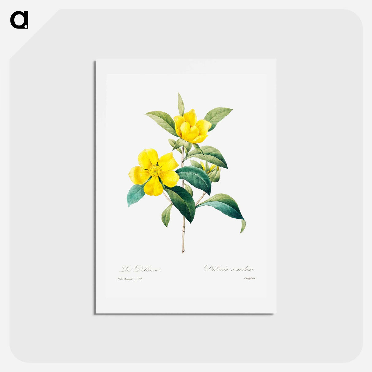 アートポストカード-Golden guinea vine - ピエール ジョゼフ ルドゥーテ Postcard.