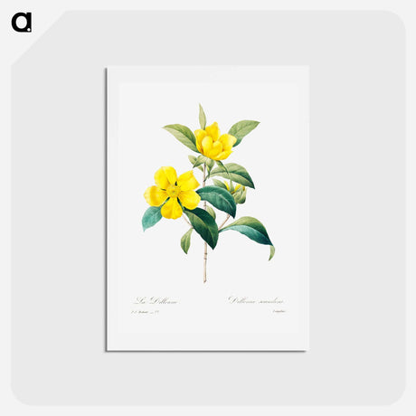 アートポストカード-Golden guinea vine - ピエール ジョゼフ ルドゥーテ Postcard.