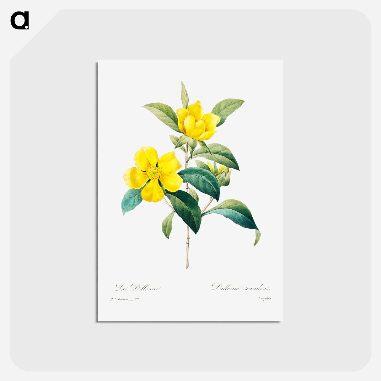 アートポストカード-Golden guinea vine - ピエール ジョゼフ ルドゥーテ Postcard.