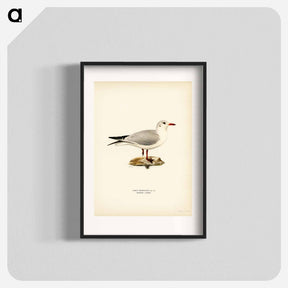 アートポスター-Black-Headed Gull
 - スヴェンスカ フォグラル Poster.