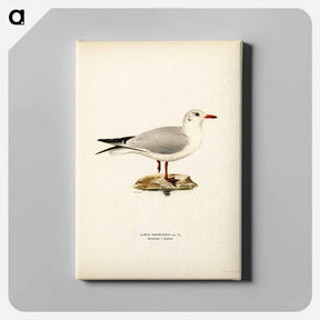 アートパネル-Black-Headed Gull
 - スヴェンスカ フォグラル Canvas.