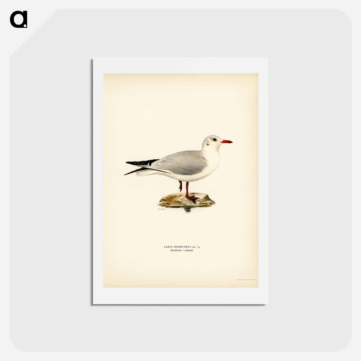アートポストカード-Black-Headed Gull
 - スヴェンスカ フォグラル Postcard.