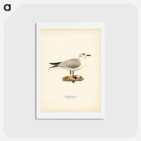 アートポストカード-Black-Headed Gull
 - スヴェンスカ フォグラル Postcard.
