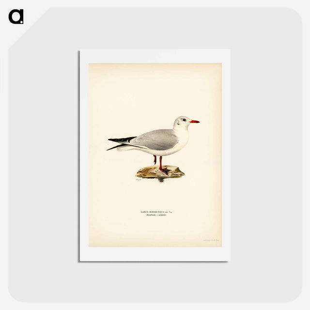 アートポストカード-Black-Headed Gull
 - スヴェンスカ フォグラル Postcard.