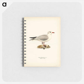 アートメモ帳-Black-Headed Gull
 - スヴェンスカ フォグラル Memo.