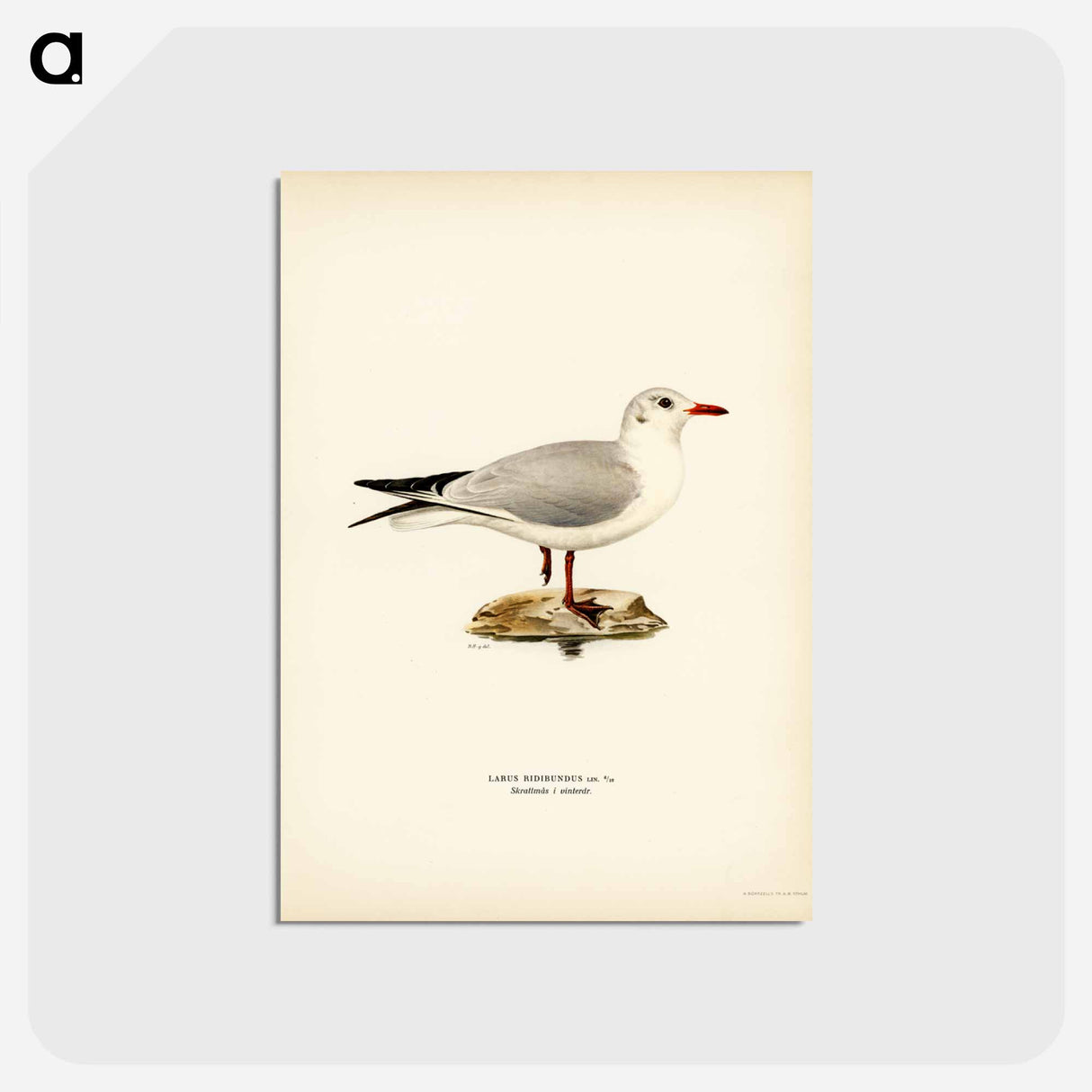 アートポストカード-Black-Headed Gull
 - スヴェンスカ フォグラル Postcard.