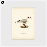 アートポストカード-Black-Headed Gull
 - スヴェンスカ フォグラル Postcard.