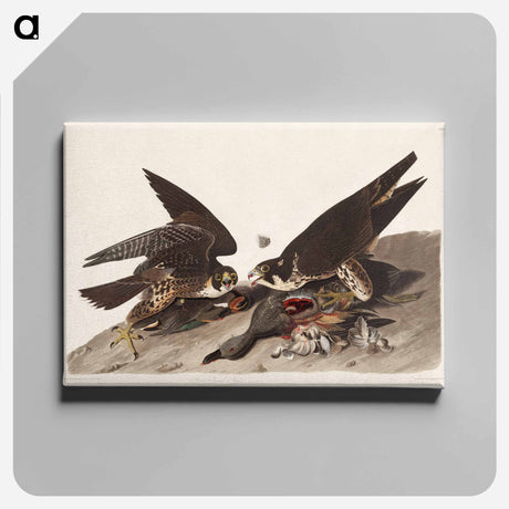 アートパネル-Great Footed Hawk from Birds of America
 - アメリカの鳥たち Canvas.