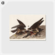 アートポストカード-Great Footed Hawk from Birds of America
 - アメリカの鳥たち Postcard.