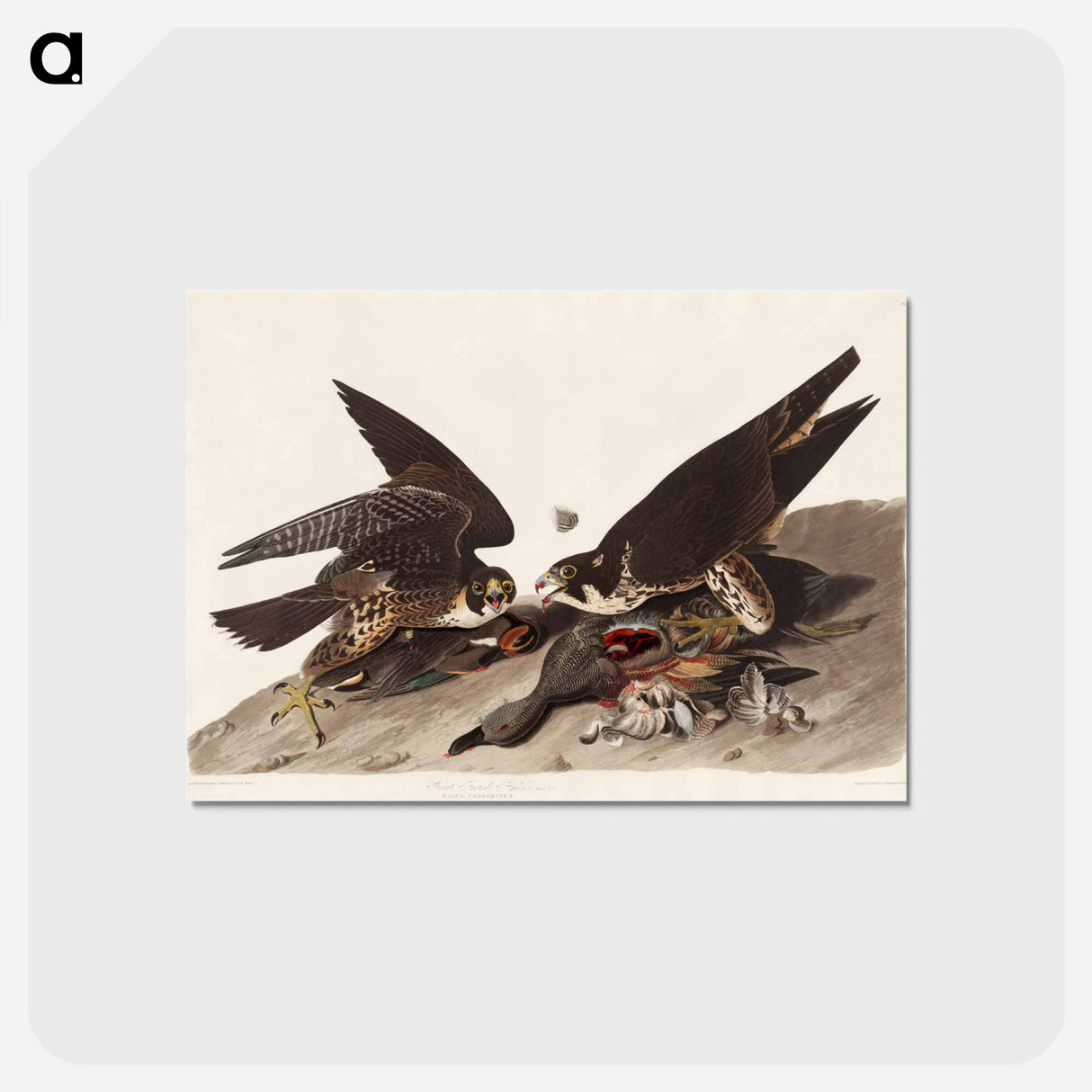 アートポストカード-Great Footed Hawk from Birds of America
 - アメリカの鳥たち Postcard.
