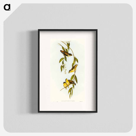 アートポスター-Striated Pardalote
 - オーストラリアの鳥 Poster.