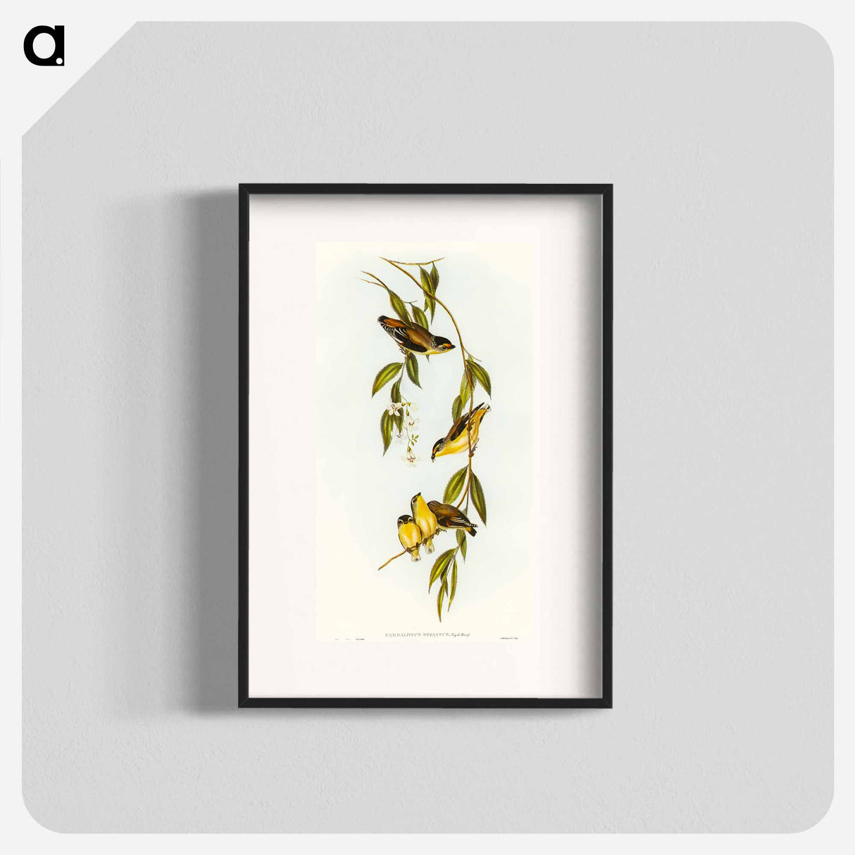 Striated Pardalote
 - オーストラリアの鳥 Poster.