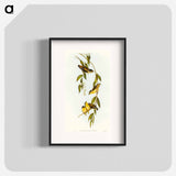 Striated Pardalote
 - オーストラリアの鳥 Poster.