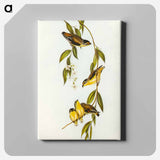 Striated Pardalote
 - オーストラリアの鳥 Canvas.