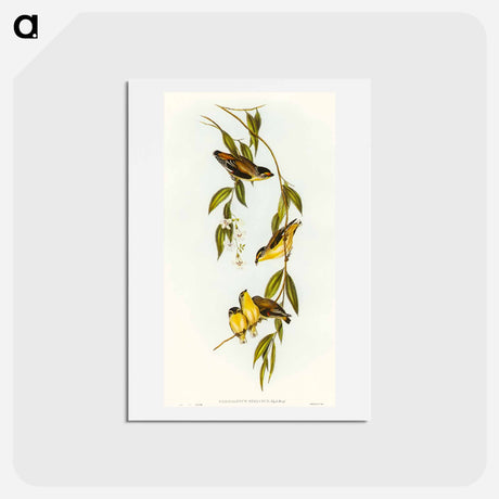 アートポストカード-Striated Pardalote
 - オーストラリアの鳥 Postcard.