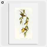 Striated Pardalote
 - オーストラリアの鳥 Poster.