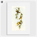 アートポスター-Striated Pardalote
 - オーストラリアの鳥 Poster.