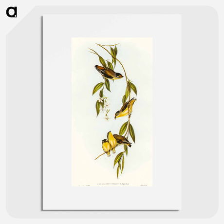 アートポスター-Striated Pardalote
 - オーストラリアの鳥 Poster.