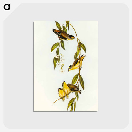 アートポストカード-Striated Pardalote
 - オーストラリアの鳥 Postcard.