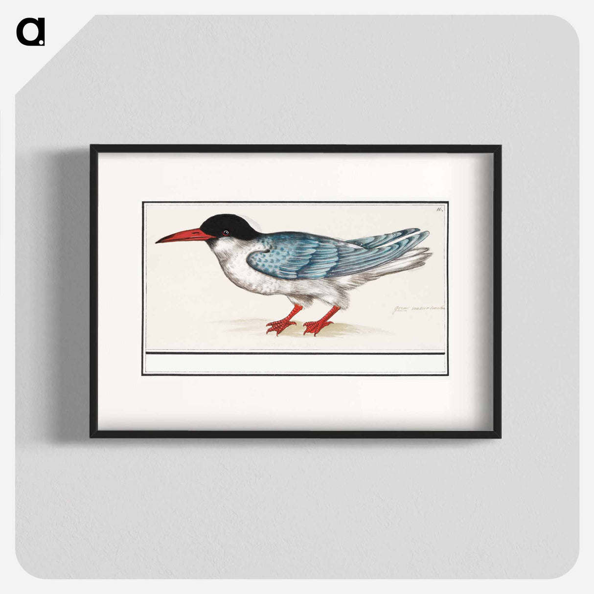 Common tern - アンセルムス ボエティウス デ ブート Poster.