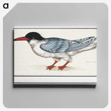 3-5_Anselmus-Boetius-de-Boodt_canvas