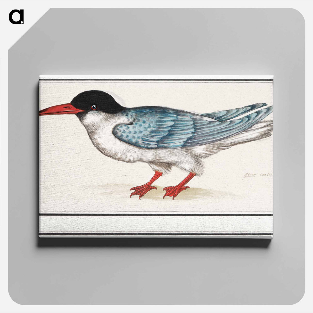 Common tern - アンセルムス ボエティウス デ ブート Canvas.