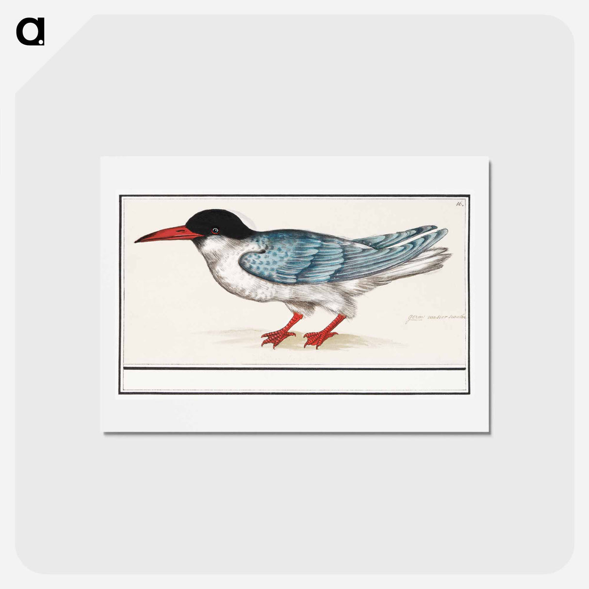 Common tern - アンセルムス ボエティウス デ ブート Postcard.