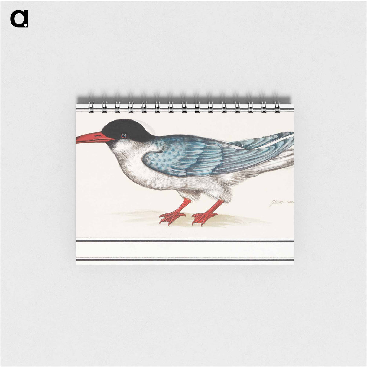 Common tern - アンセルムス ボエティウス デ ブート Memo.