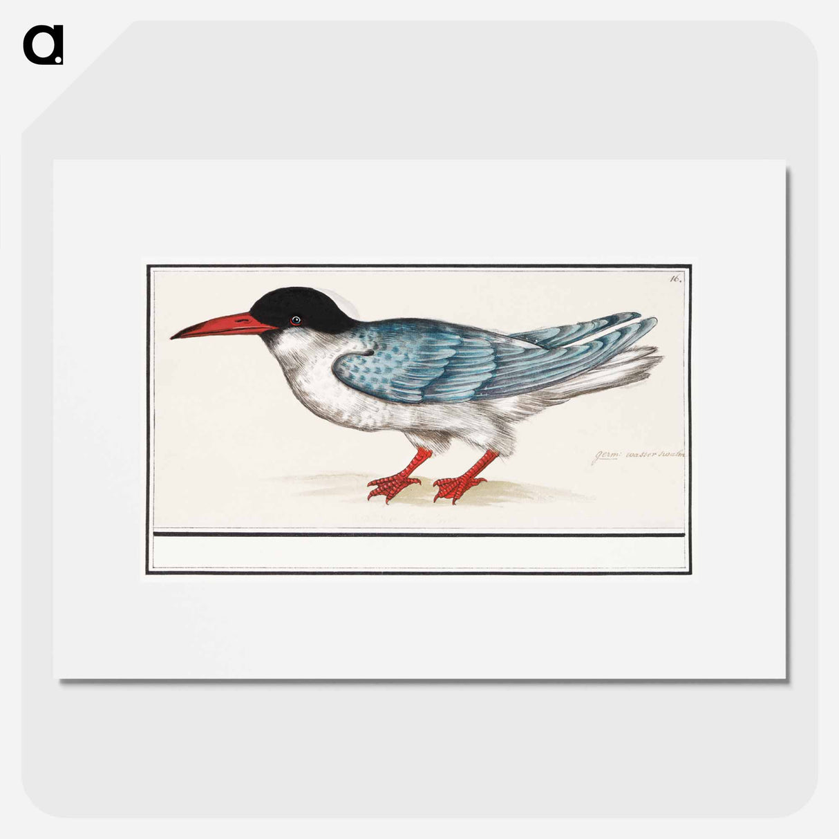 Common tern - アンセルムス ボエティウス デ ブート Poster.