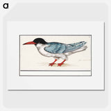 Common tern - アンセルムス ボエティウス デ ブート Poster.
