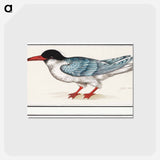 アートポストカード-Common tern - アンセルムス ボエティウス デ ブート Postcard.