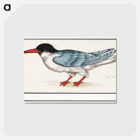 アートポストカード-Common tern - アンセルムス ボエティウス デ ブート Postcard.