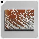 3-5_COVID-19_canvas