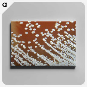 3-5_COVID-19_canvas