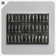 3-5_Eadweard-Muybridge_canvas