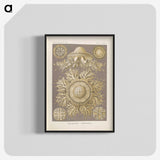 3-5_Ernst-Haeckel_blk-crop