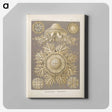 3-5_Ernst-Haeckel_canvas